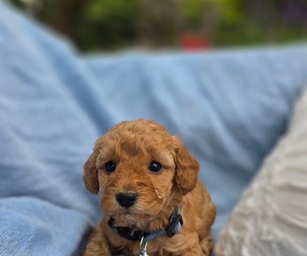 daisy6